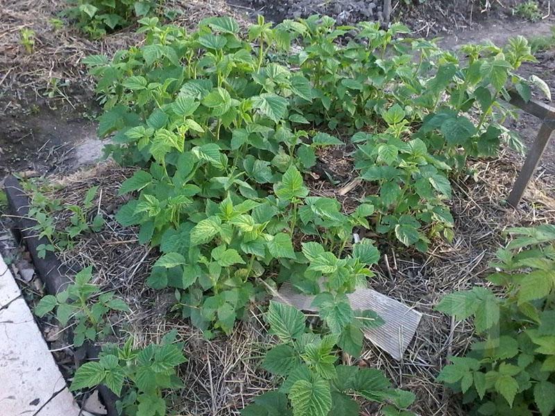 comment transplanter des framboises