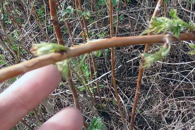 jeunes pousses de framboises