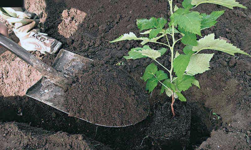 comment transplanter des framboises sur un nouveau site