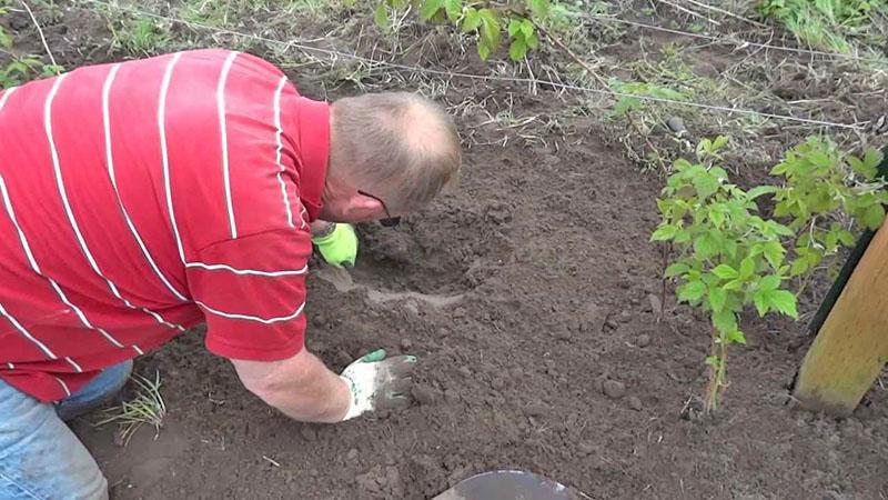 comment transplanter des framboises au printemps