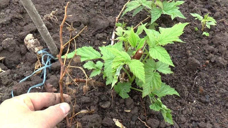 comment transplanter des framboises dans différentes régions