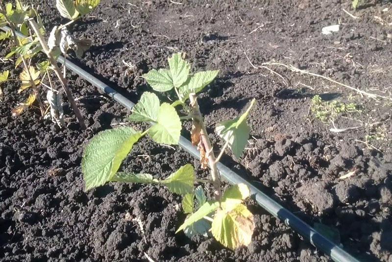 planter des framboises en Sibérie