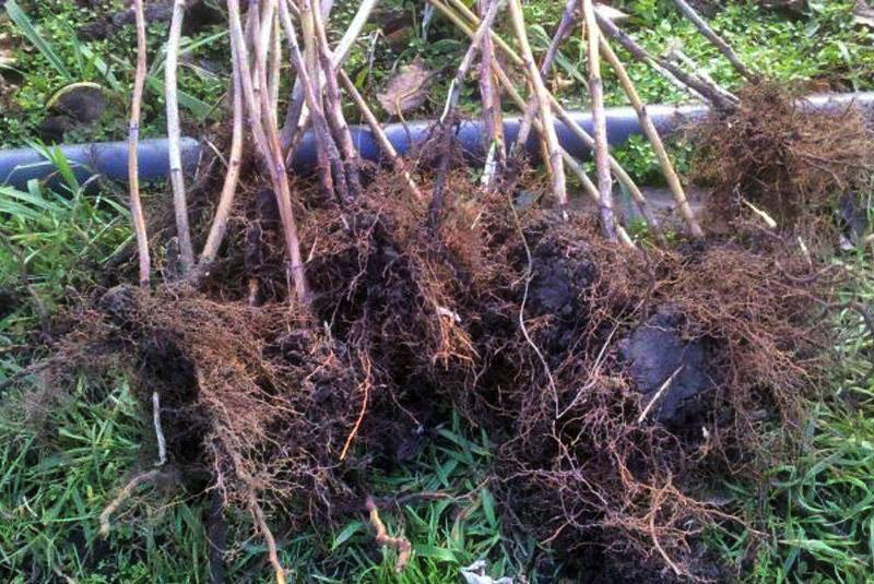 quand transplanter des framboises