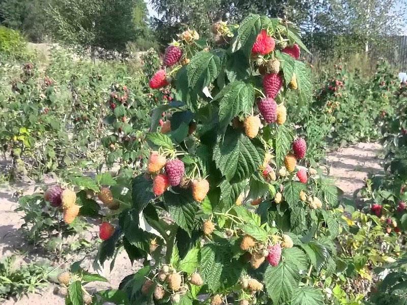 comment transplanter des framboises dans la région de la Volga