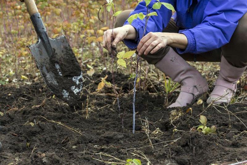 comment transplanter des framboises en automne