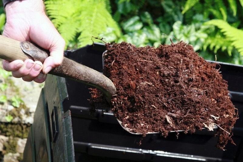 humus pour planter des framboises