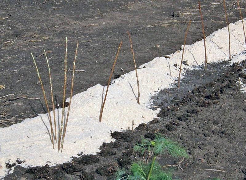 paillage des plantations avec de la sciure de bois