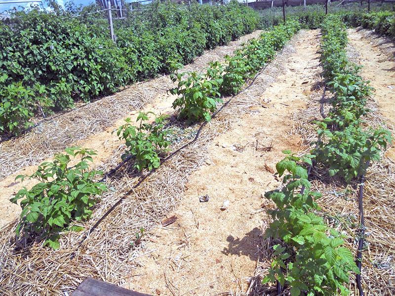 paillage et arrosage des framboises