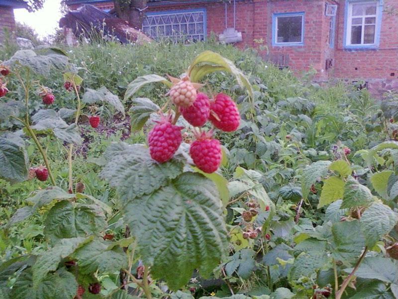 framboises fructifères