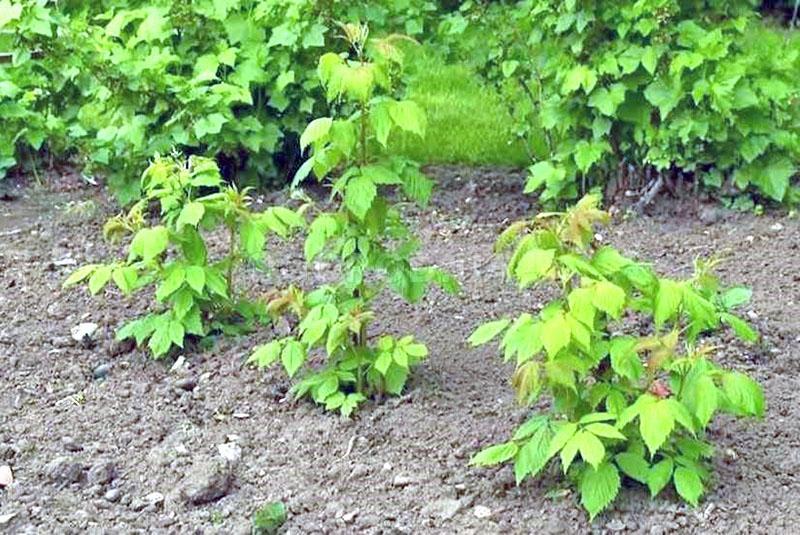 choisir un site de plantation de framboises