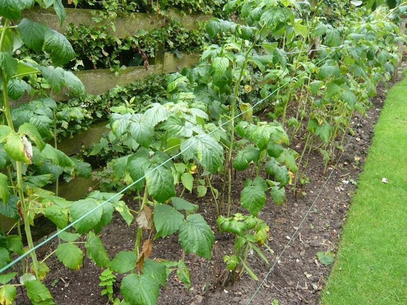 site de plantation de framboises