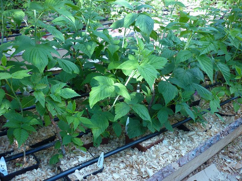 plantation de framboises en conteneur