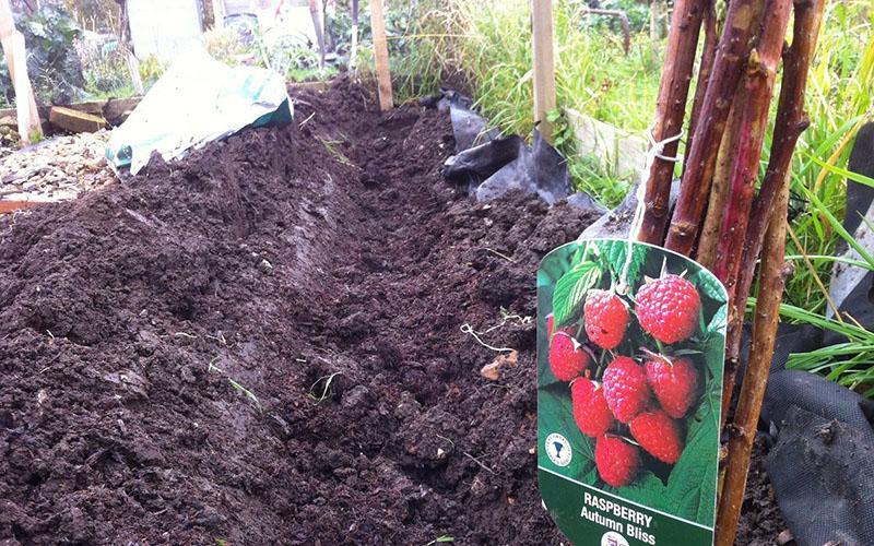 plantation de framboises en tranchée