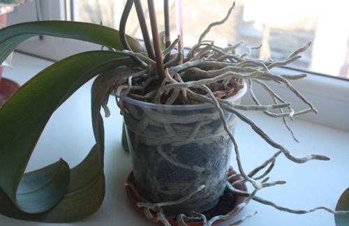 orchidée étroitement dans un pot