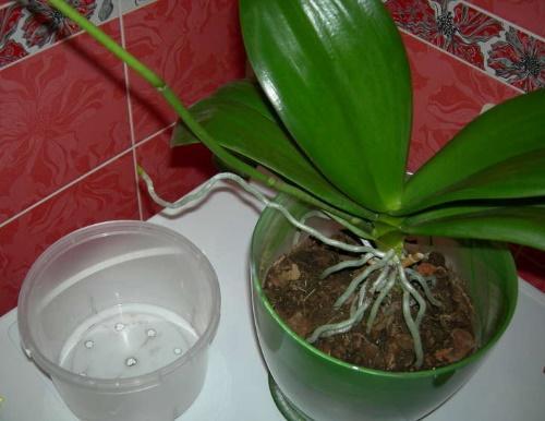 cuando trasplantar la orquídea Phalaenopsis