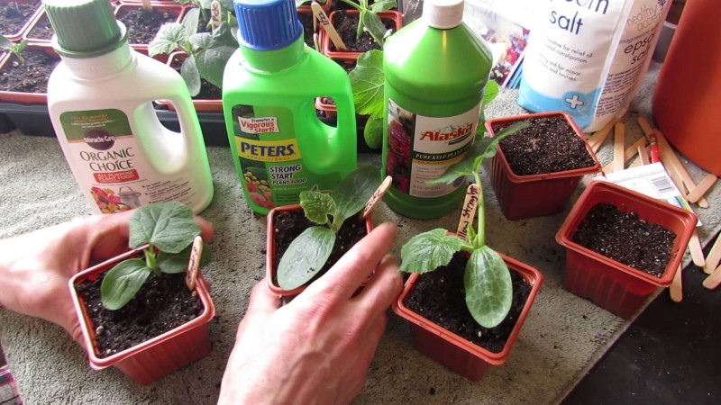 quand nourrir les concombres sur le rebord de la fenêtre