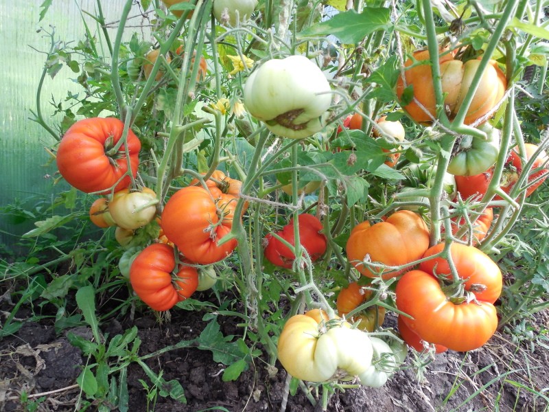 roi du buisson de tomate tôt
