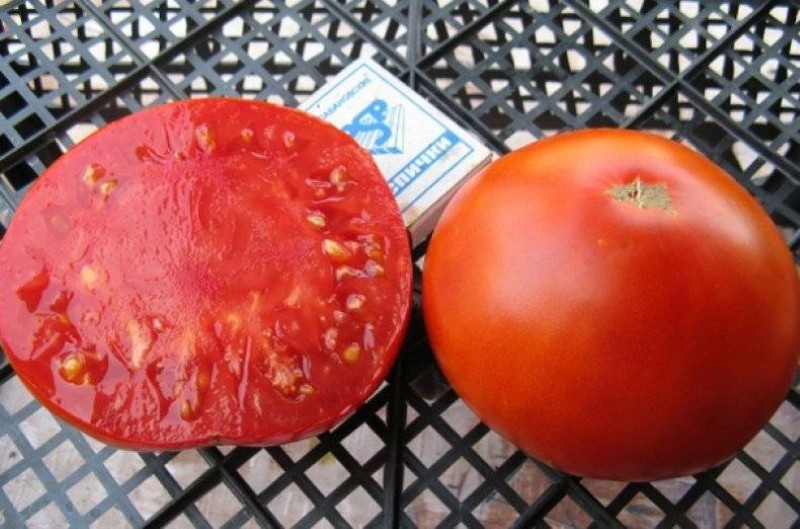 variétés de tomates roi précoce