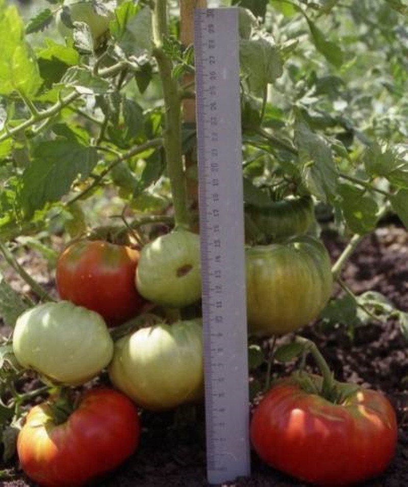 bienfaits du roi de la tomate précoce