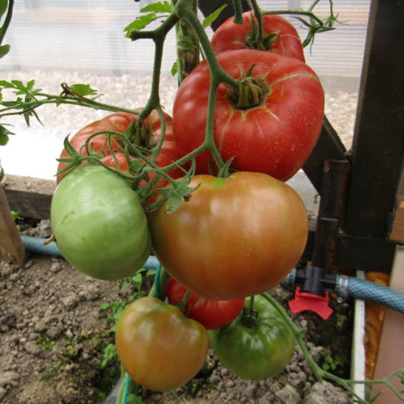 roi de la tomate tôt