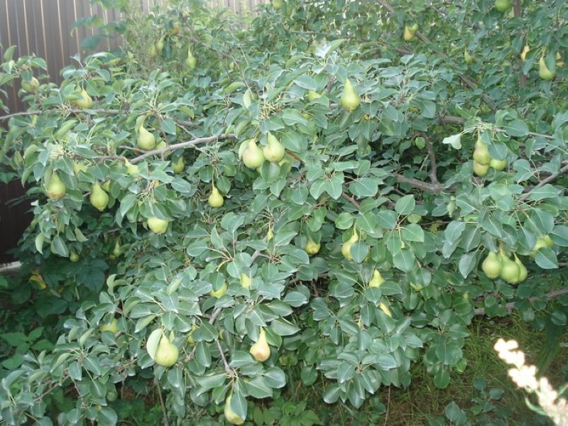 poire permanente description de la variété