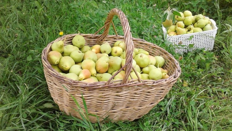 avantages et inconvénients des poires
