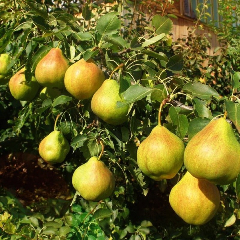 permanente poire
