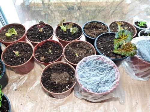 germinación de tubérculos de begonia