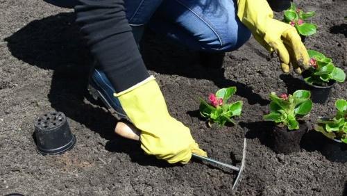 plantar begonias en el suelo