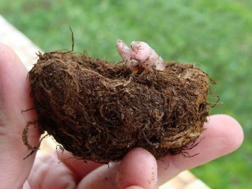 cuando plantar begonia tuberosa