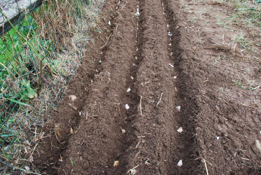 planter de l'ail avant l'hiver