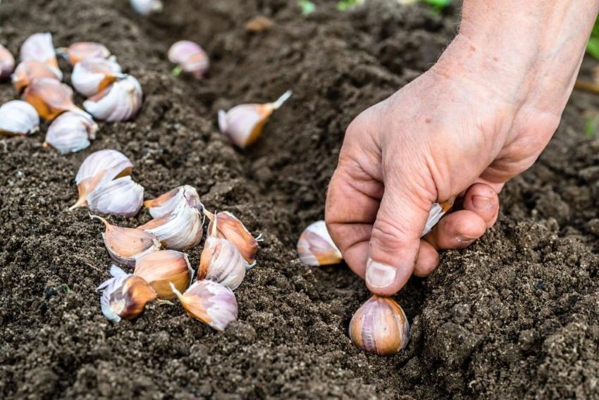 profondeur de plantation de l'ail