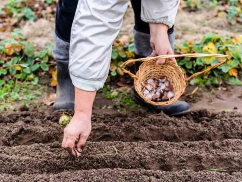 cuando plantar ajo según el calendario lunar