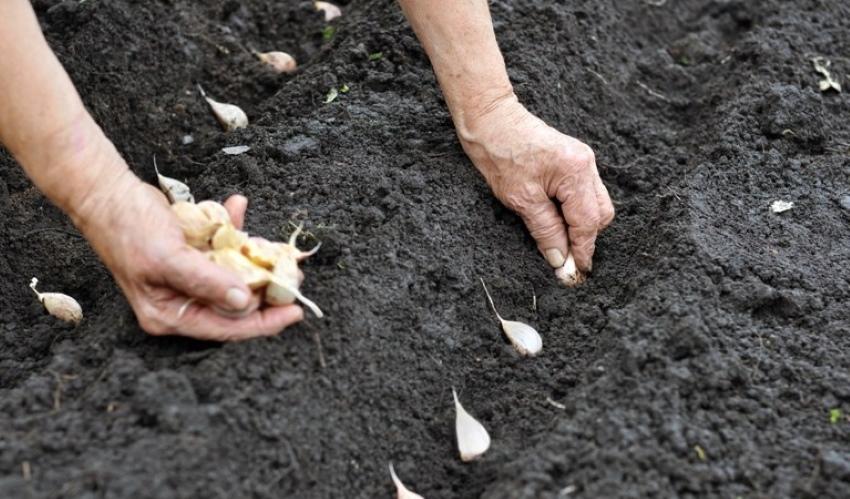 cómo plantar ajo para el invierno