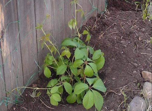 planter un semis