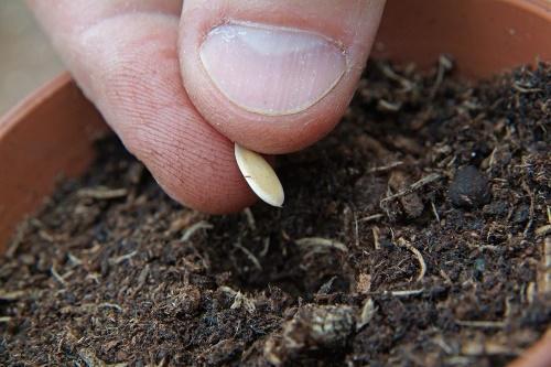 cuando plantar un melón para plántulas