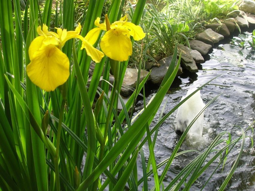 cuando plantar iris de pantano