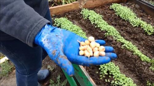 plantation de printemps