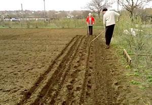 Tiempo de siembra de zanahorias.