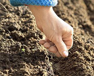 Plantar zanahorias