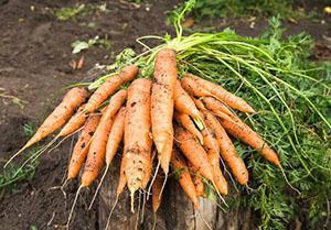 Cosecha zanahorias en el campo.