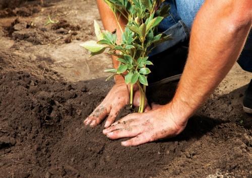 quand planter des pivoines