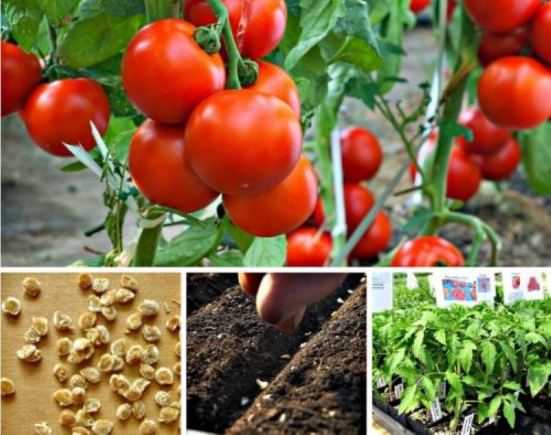 Cuándo sembrar tomates para plántulas con cultivo en invernadero.