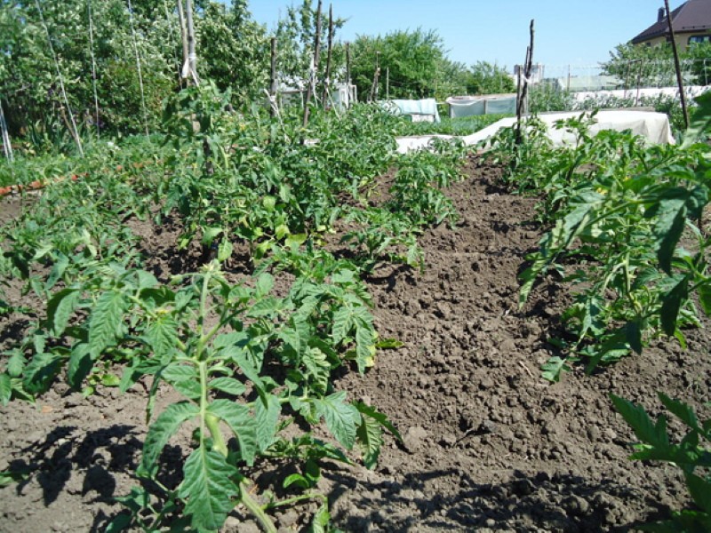 el momento de plantar tomates con la siembra adicional directamente en el suelo