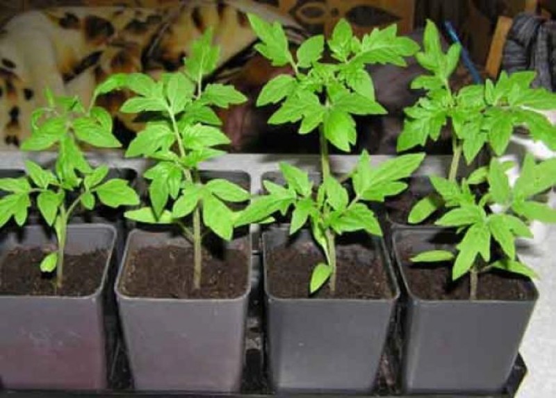 quand planter des tomates dans la région de Léningrad