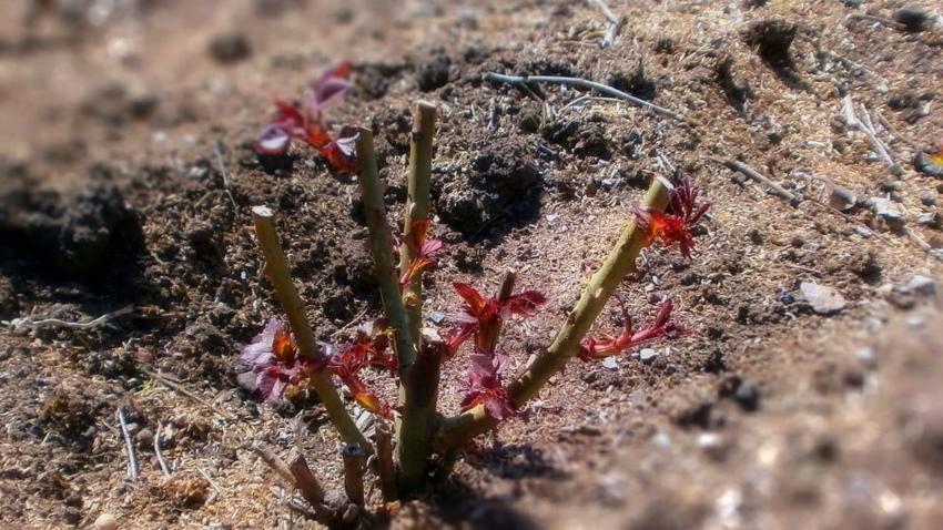 cuando plantar rosas en primavera