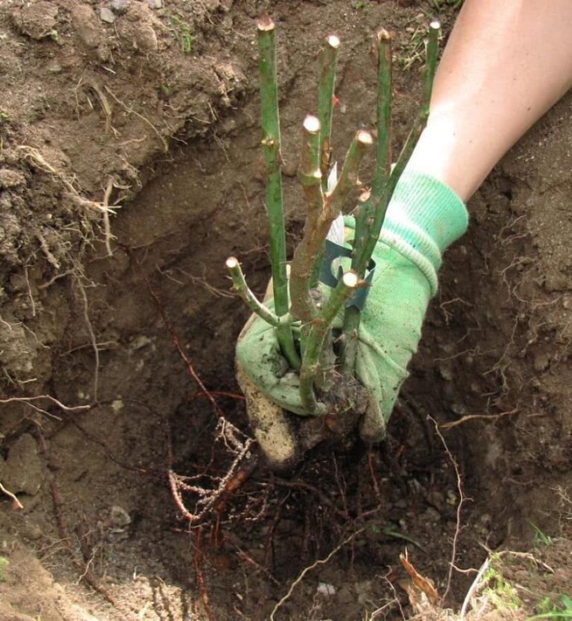 cuando plantar rosas en campo abierto