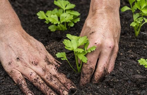 planter dans le jardin