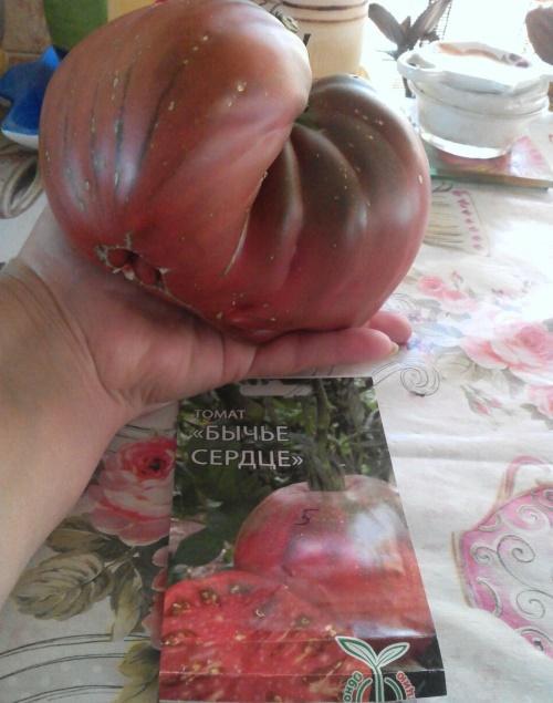 cuando plantar un tomate corazón bovino