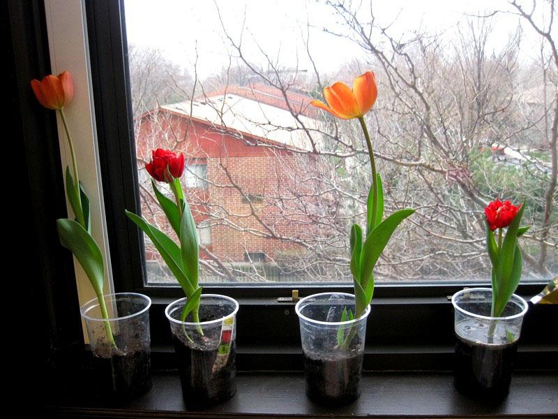 los tulipanes florecen el 8 de marzo